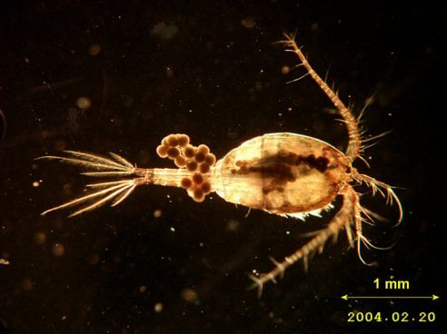 copepodo3.jpg