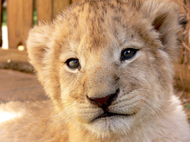 lion-165063_1280.jpg