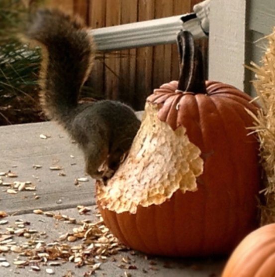 Squirrel in pumpkin-720x400.jpg