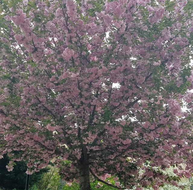 cherry tree cropped.jpg