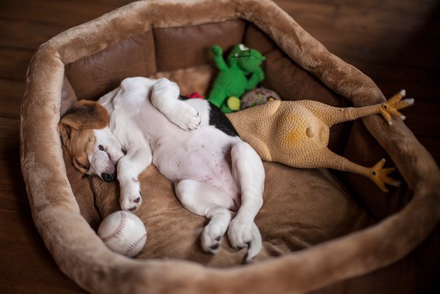 Sleeping beagle puppy.jpg