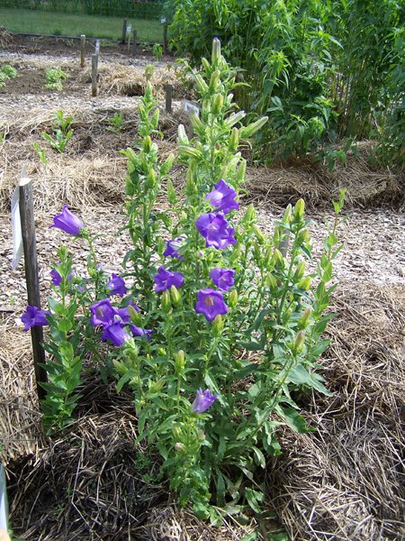 New Herb garden - Row 4 - Canterbury Bells crop June 2018.jpg