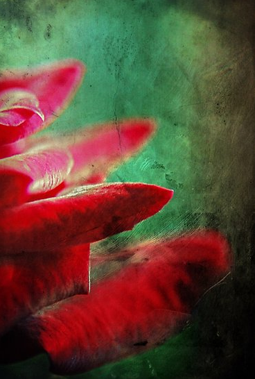 rose macro nature picture redbubble grunge distressed