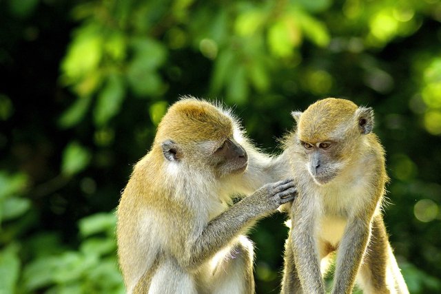 monkeys-2500916_1280.jpg