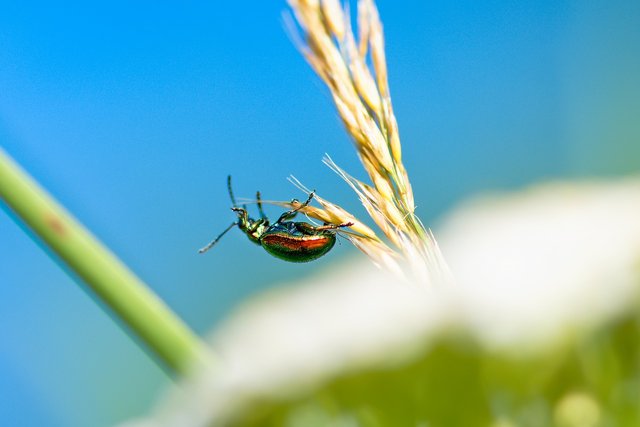 rose-beetle-5568669_1280.jpg