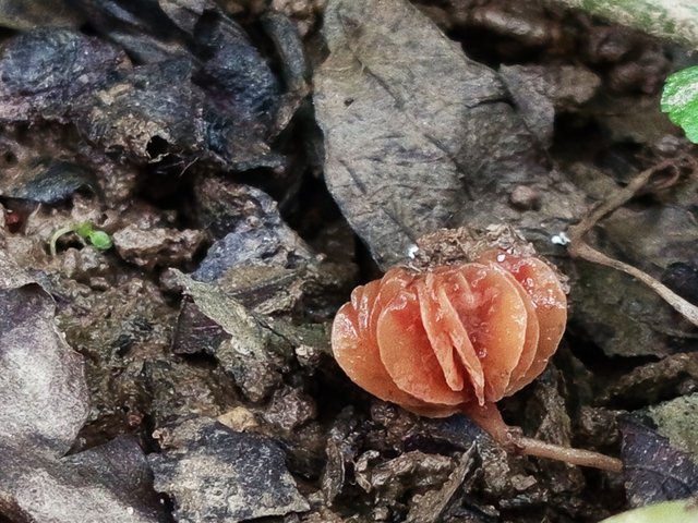 mashroom (2).jpg