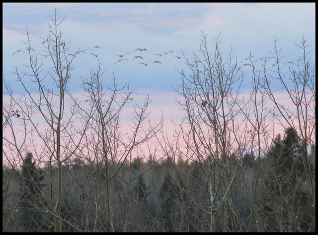 flock of geese flying just above trees with pink sunset  in the sky.JPG