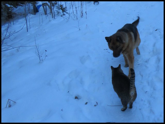 Bruno meeting JJ on snowy path.JPG