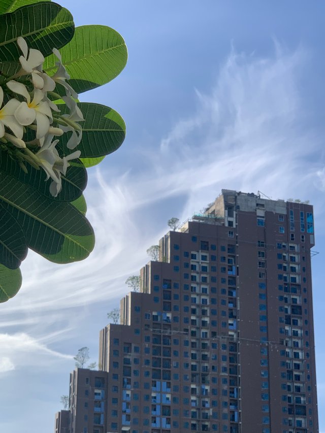 trees and buildings10.jpg