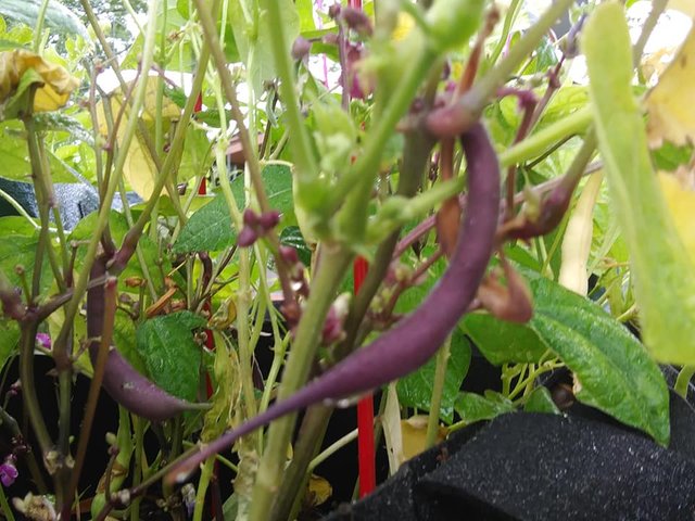 garden 6.12.18 purple beans closer.jpg