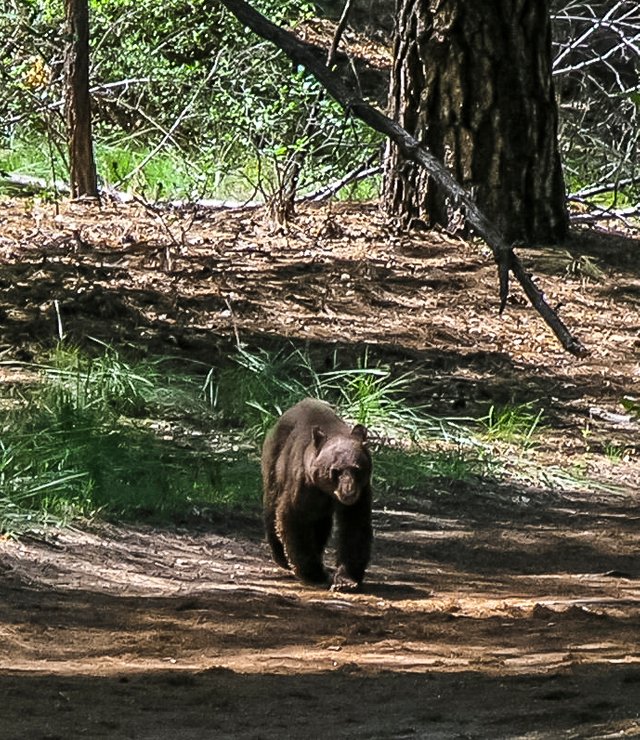 Bandelier_Trail_-_Bear_(3).jpg