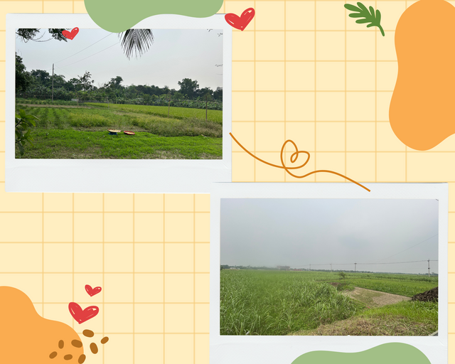 Beige Minimalist Mood Photo Collage.png