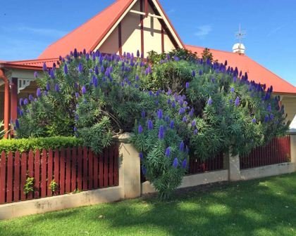 echium-fastuosum-4Main.jpg