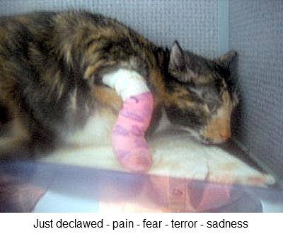 recently-declawed-in-louisiana.jpg