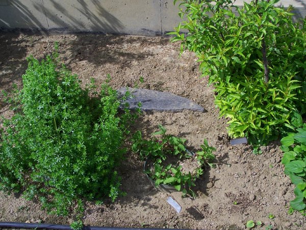 South Herb - chocolate mint, bedstraw, flowering  almond crop May 2019.jpg