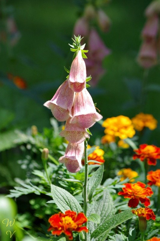 f 2 gardens-foxglove-.jpg