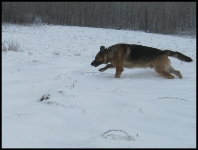 Bruno running through snow.JPG