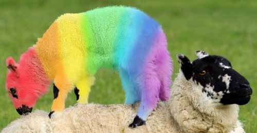 colorful-sheep.jpg