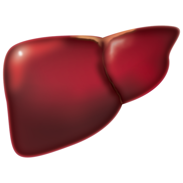 liver-4847972_1920.png