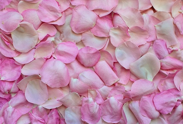 rose-petals-3194062_1280.jpg