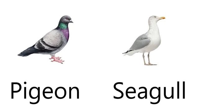 Birds.jpg