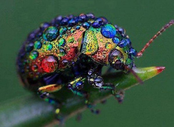 Top-10-Amazing-Naturally-Rainbow-Coloured-Animals-10-510x371-1.jpg