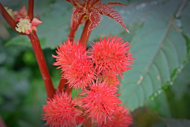 castor-oil-plant-1581426_960_720.jpg