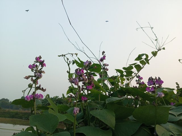 IMG_20241225_170241_155.jpg