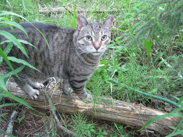 JJ on log looking up.JPG