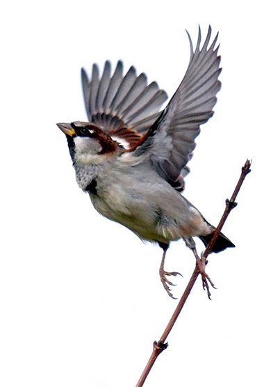 sparrow-264391 copy.jpg