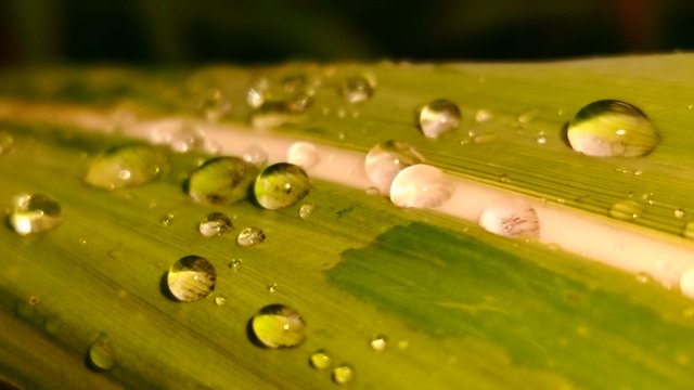 IMG_20251027_084246.jpg