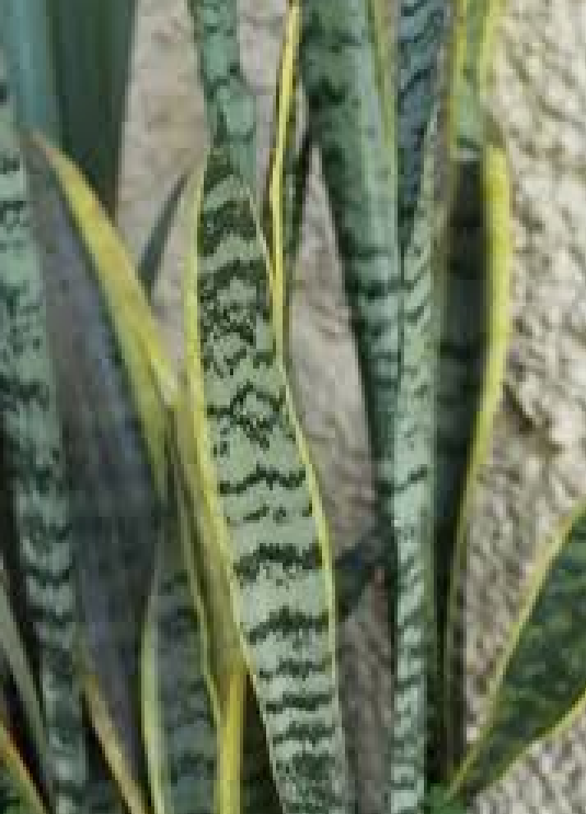 Snake Plant.png
