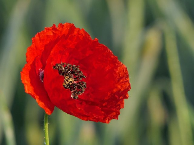 poppy-3430058_1920.jpg