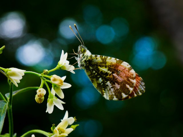Butterfly1.2 smol.jpg