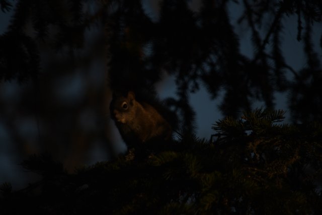 018 squirrel 2 jpg original 1200 x 800.jpg