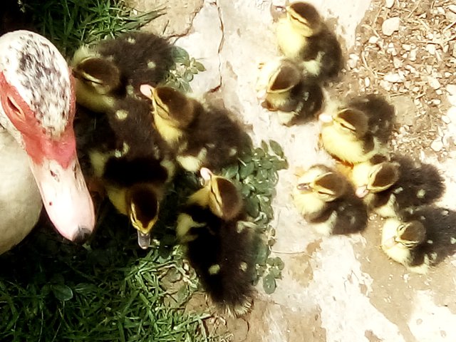 patos nuevos, flor roja, cielo, sapo, lluvia 043.jpg