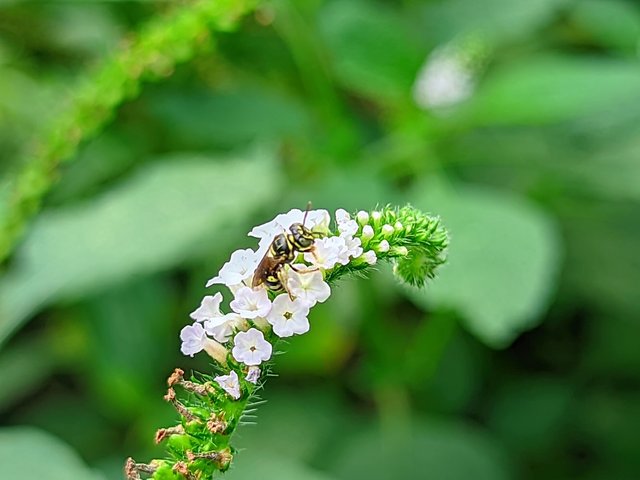 RIYAN_20240616_103553_🦋Macro Bee pro (LMC17) by Riyan.PORTRAIT.jpg