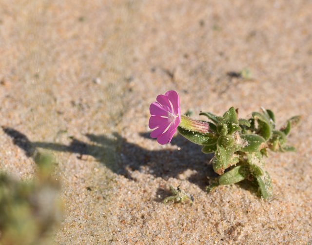 wildflower pink Silene littorea.jpg