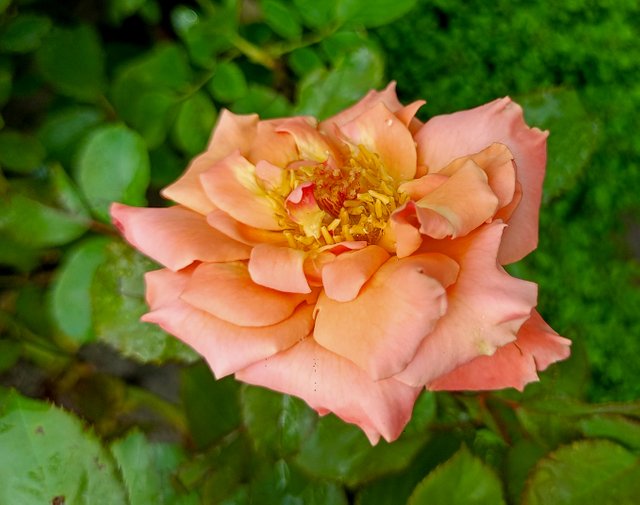 IMG20241023141752.jpg