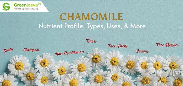 Chamomile-Greenjeeva.jpg