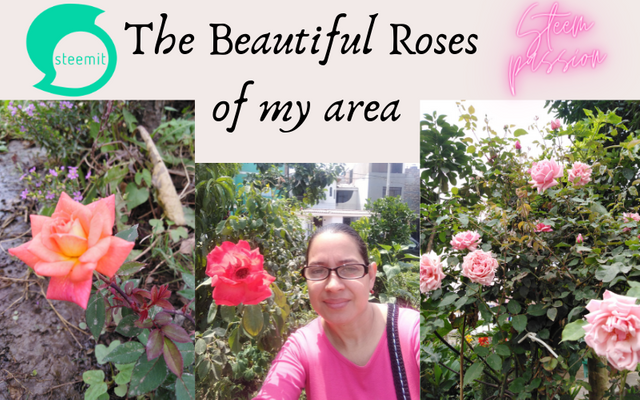 The Beautiful Roses of my area.png