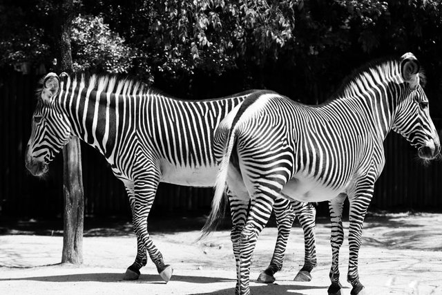 free-photo-of-zebra.jpeg