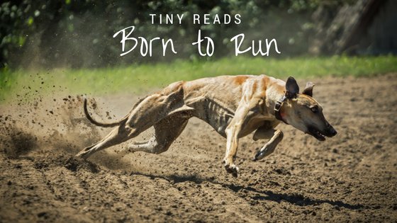Born to Run.jpg