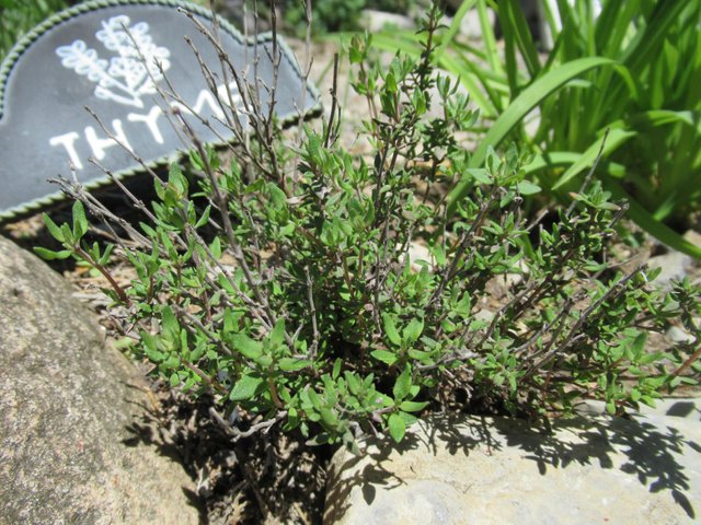 thyme.jpg
