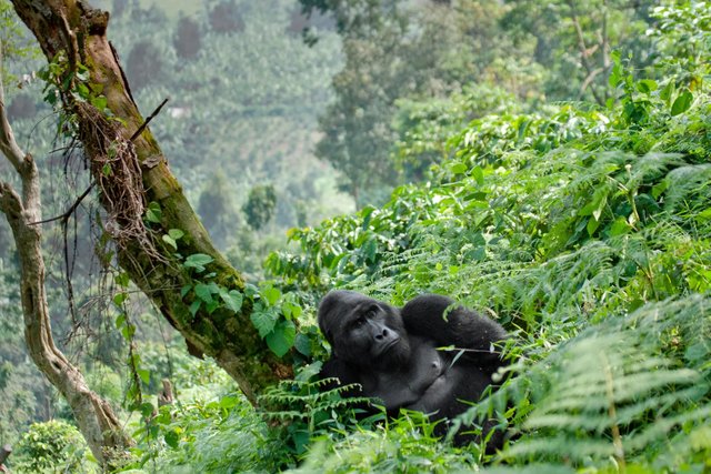Where to See Gorillas in Africa in 2026.jpg