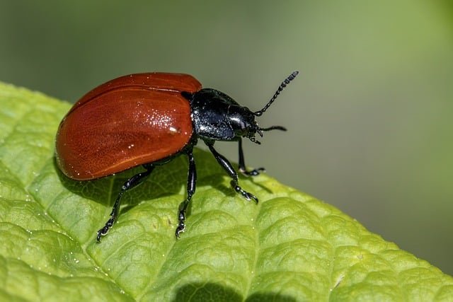 poplar-leaf-beetle-8935511_640.jpg