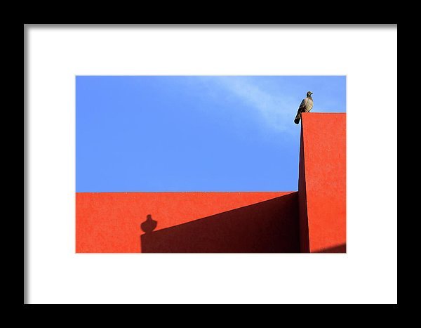 pigeon-and-its-shadow-prakash-ghai.jpg