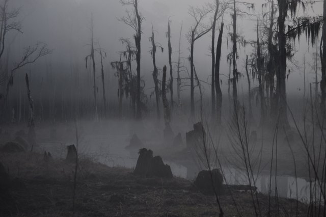 swamp-despair (1).jpg