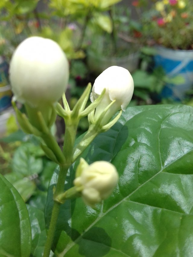 20190712_115413.jpg
