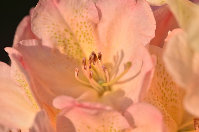 rhododendron pink 1.jpg